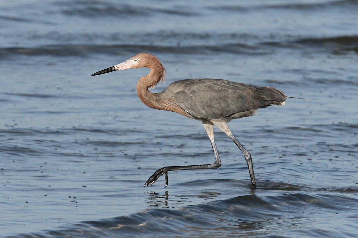 Reddish Egret - ML39600611