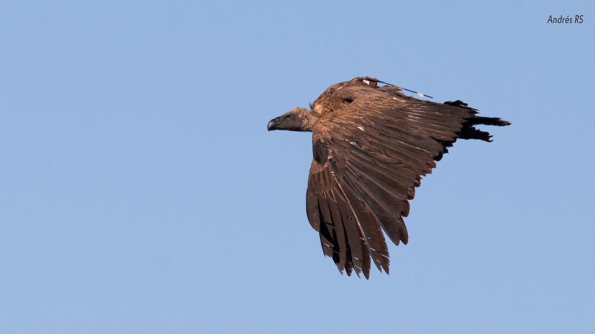 White-backed Vulture - ML396006801