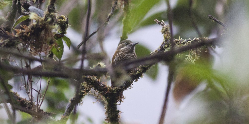 Bar-bellied Woodpecker - ML39600681