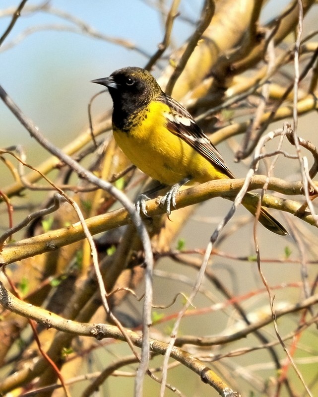 Scott's Oriole - ML396007761