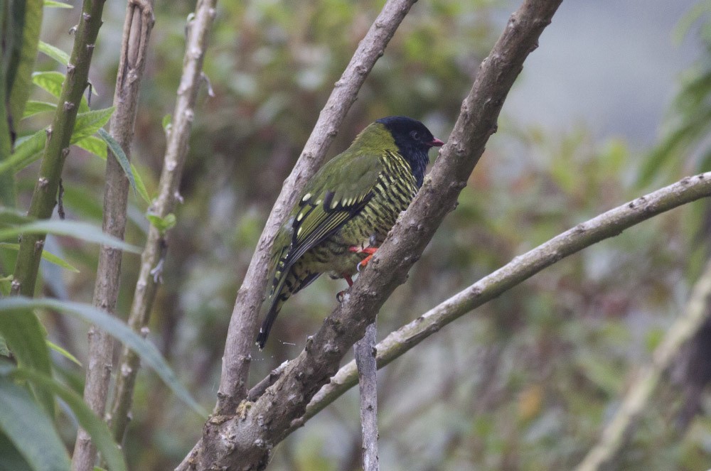 Barred Fruiteater - ML39600801