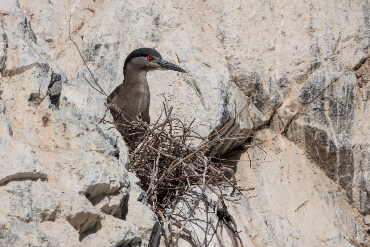 Black-crowned Night Heron - ML396009681