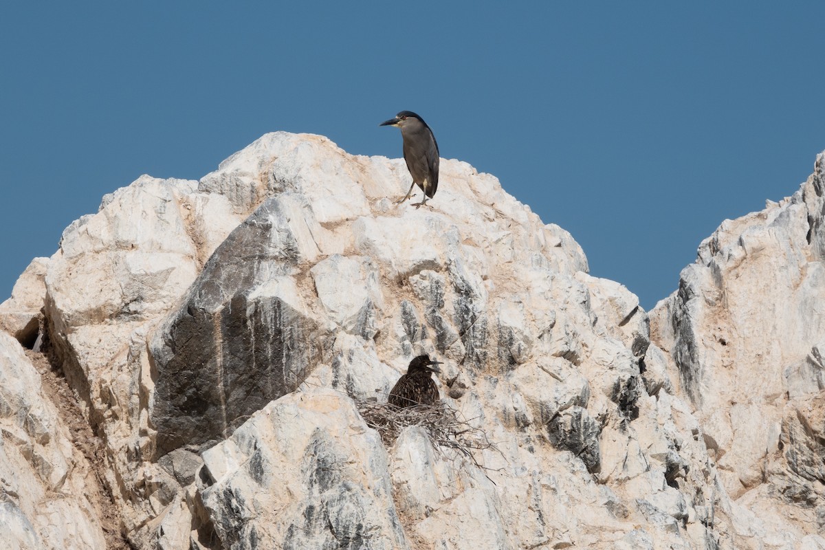 Black-crowned Night Heron - Benjamin Gallardo