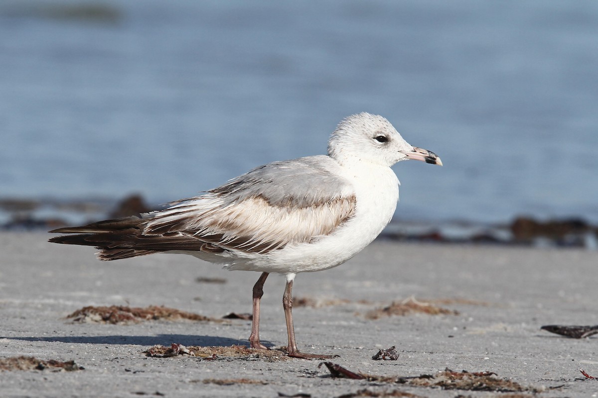 Ring-billed Gull - ML39600981