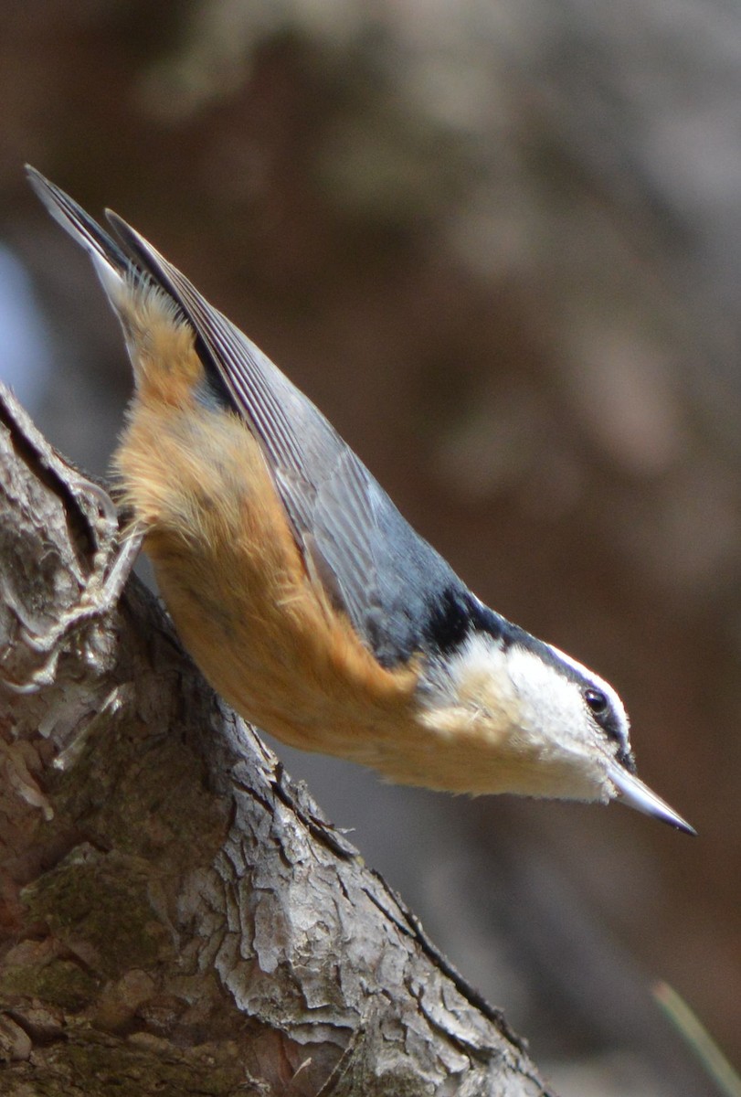 Red-breasted Nuthatch - ML396009881