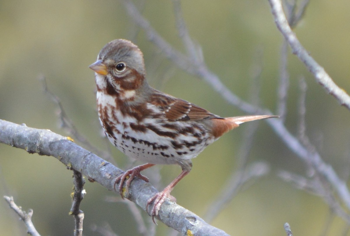 Fox Sparrow - ML396010041