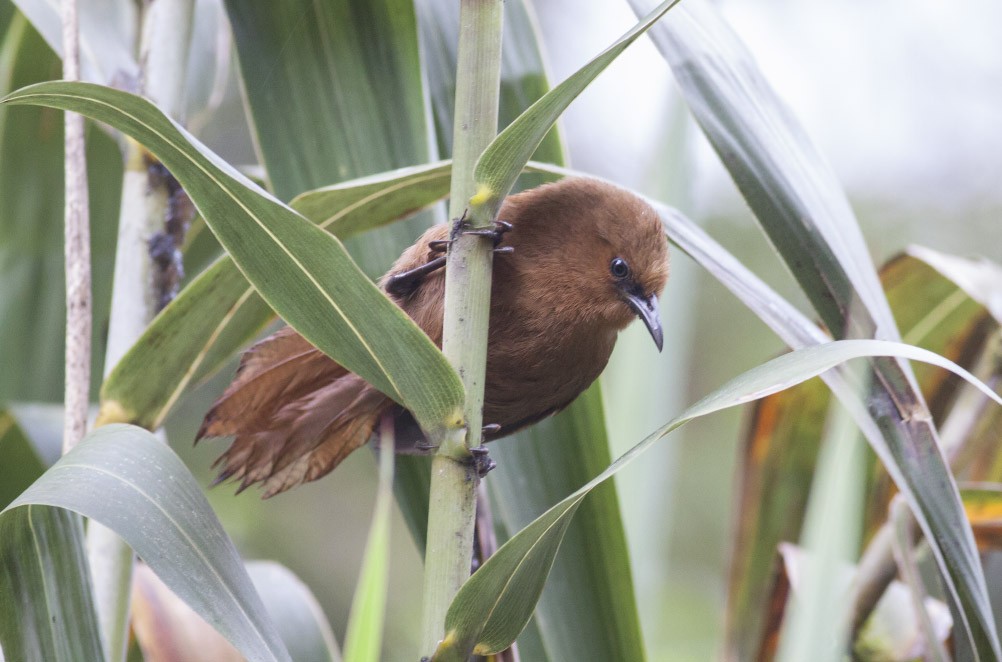 Rufous Wren - Michael Todd