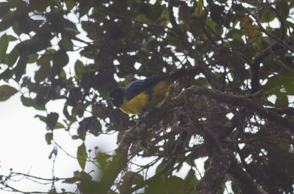 Hooded Mountain Tanager - Michael Todd