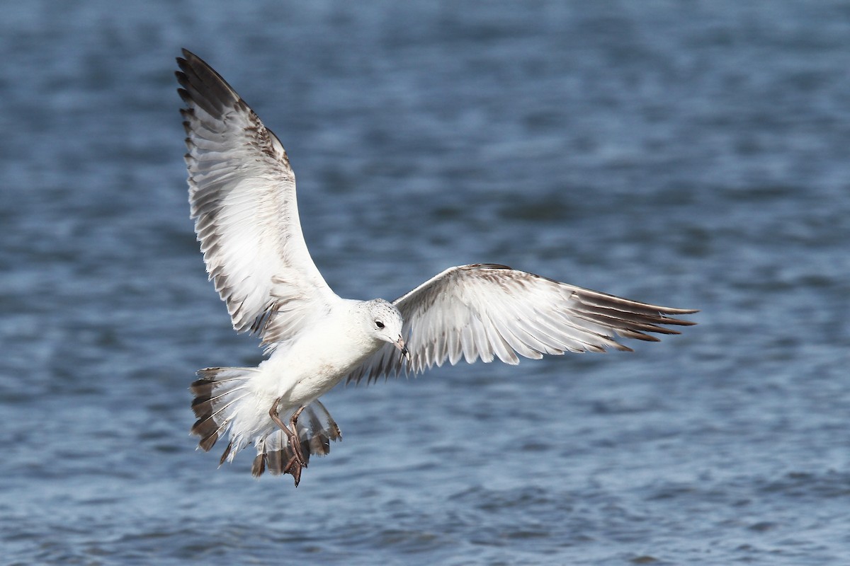 Ring-billed Gull - ML39601141