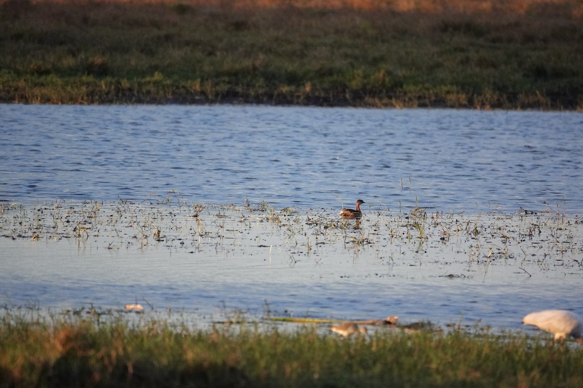 Pied-billed Grebe - Ronald Breteler