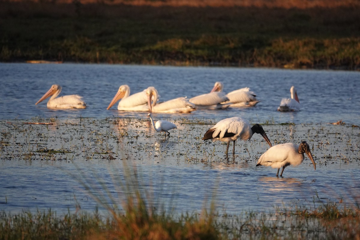 Wood Stork - ML396011461