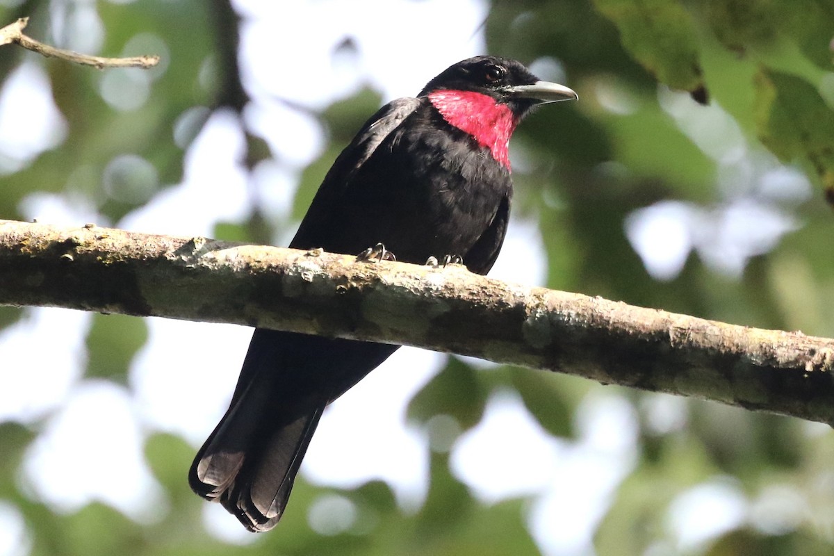 Purple-throated Fruitcrow - Lisa Carol Wolf