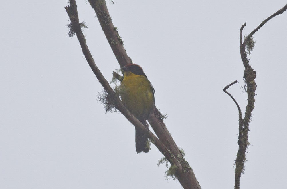 Yellow-breasted Brushfinch - ML39601301