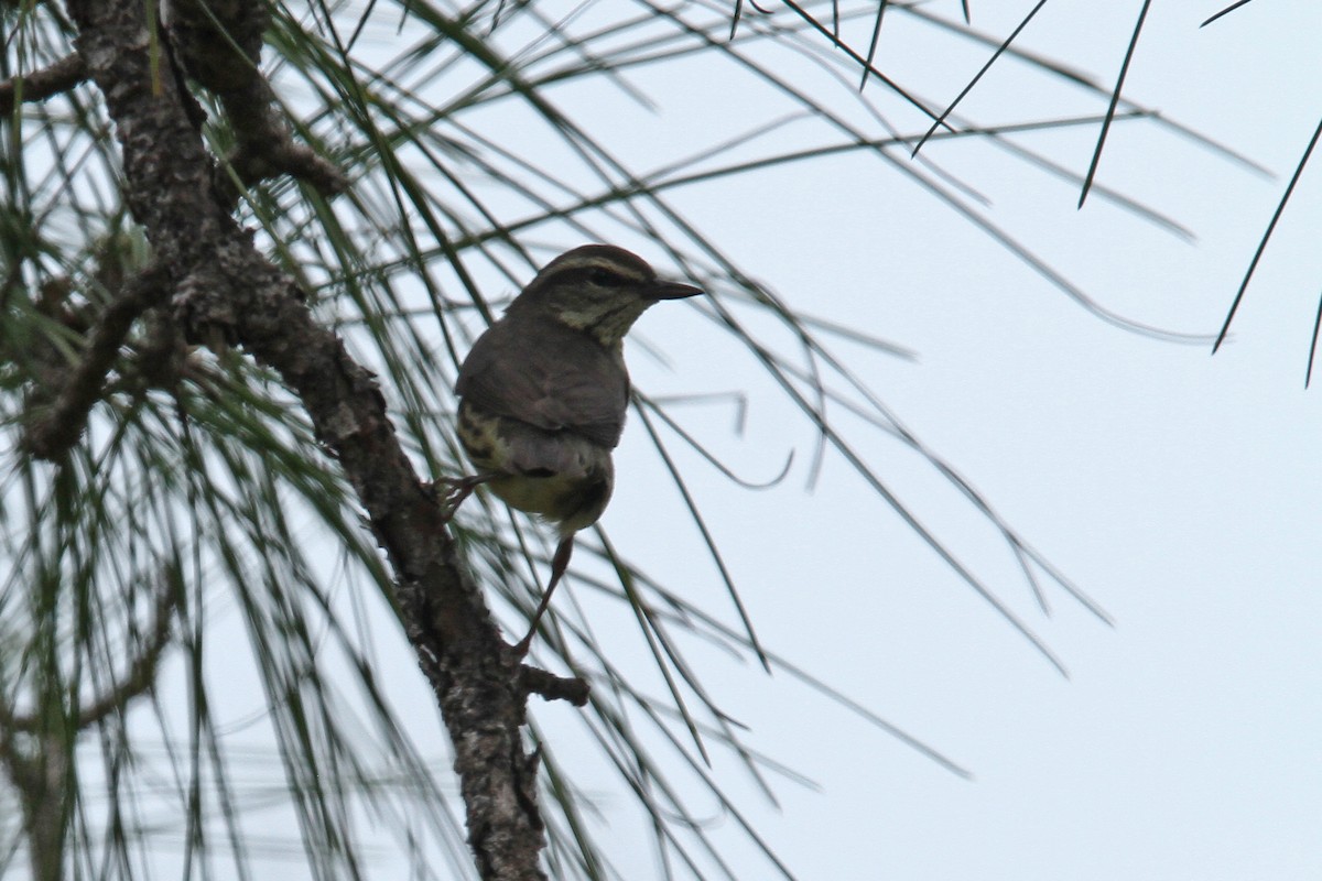 Drosselwaldsänger - ML39601511