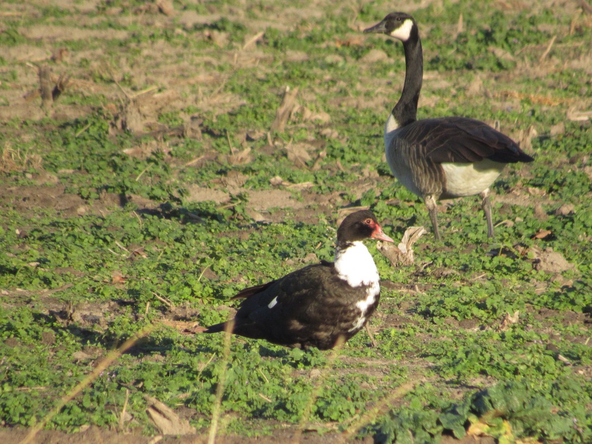 Muscovy Duck (Domestic type) - ML396015271