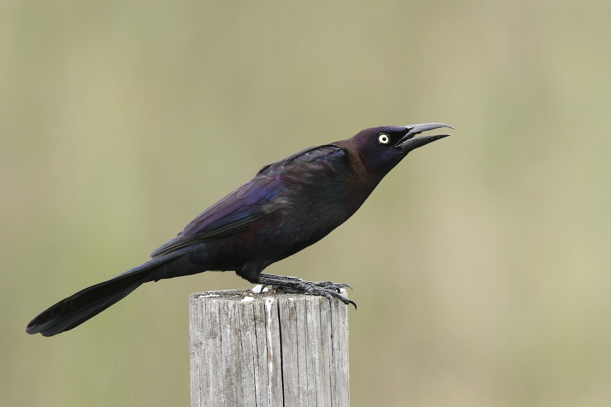 Common Grackle - Volker Hesse