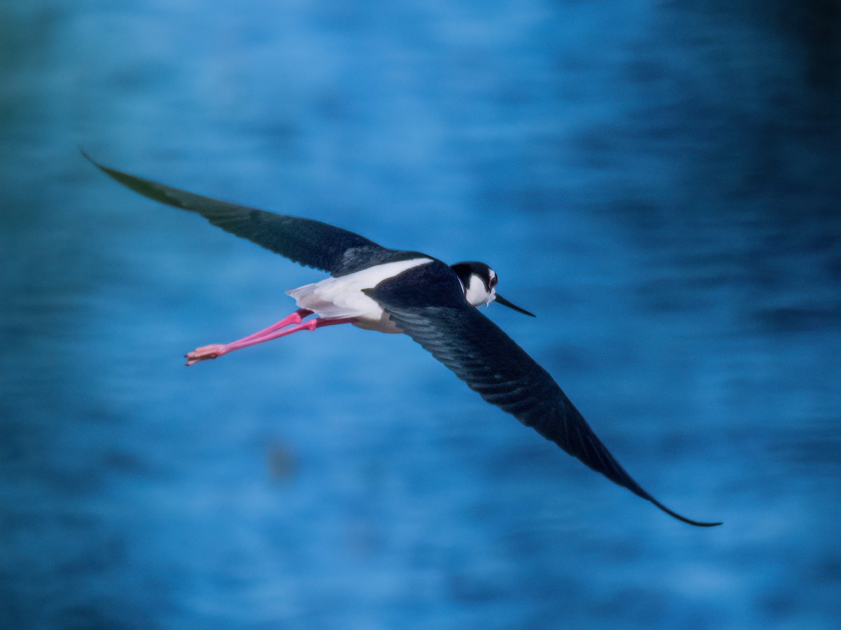 Black-necked Stilt - ML396015981