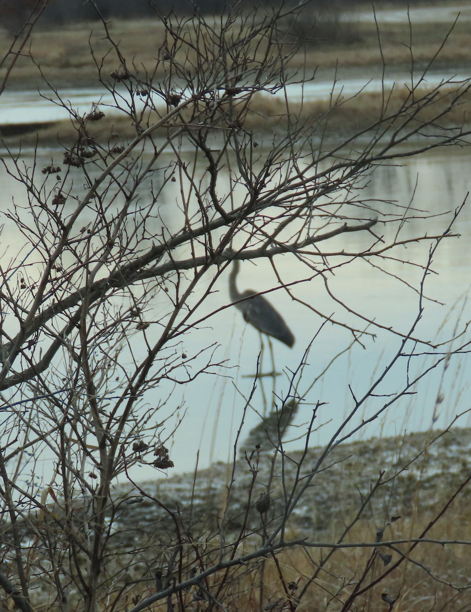 Great Blue Heron - ML396017181