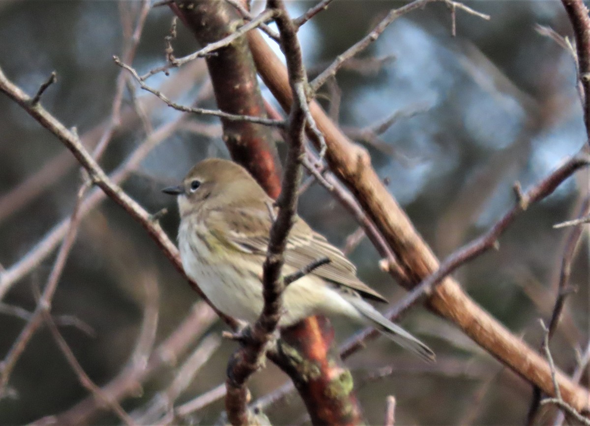 Yellow-rumped Warbler - ML396017351