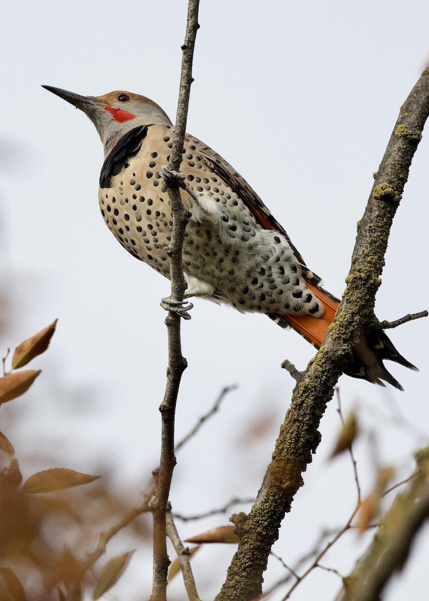 Northern Flicker - ML396019251