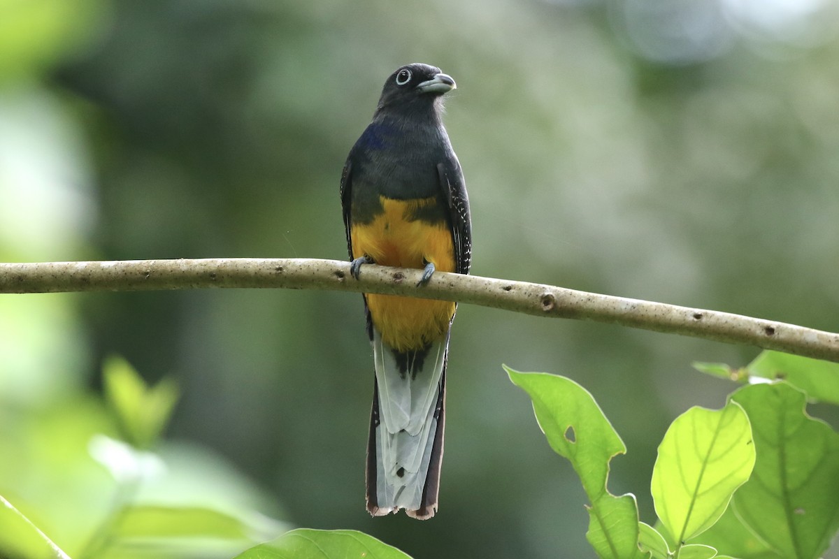 White-tailed Trogon - Lisa Carol Wolf
