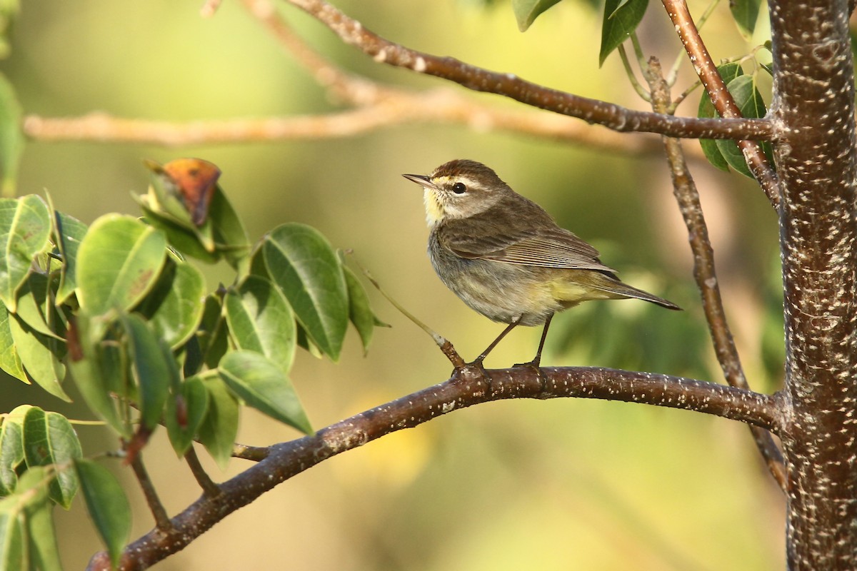 Palm Warbler - ML39602031