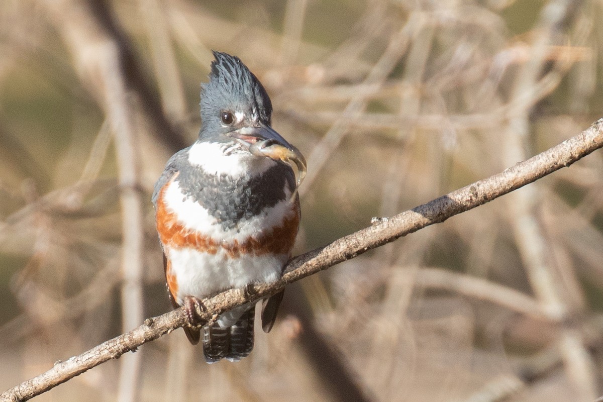 Belted Kingfisher - Christine Mason