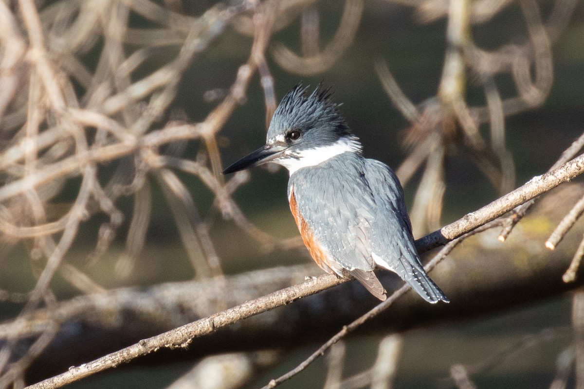 Belted Kingfisher - Christine Mason