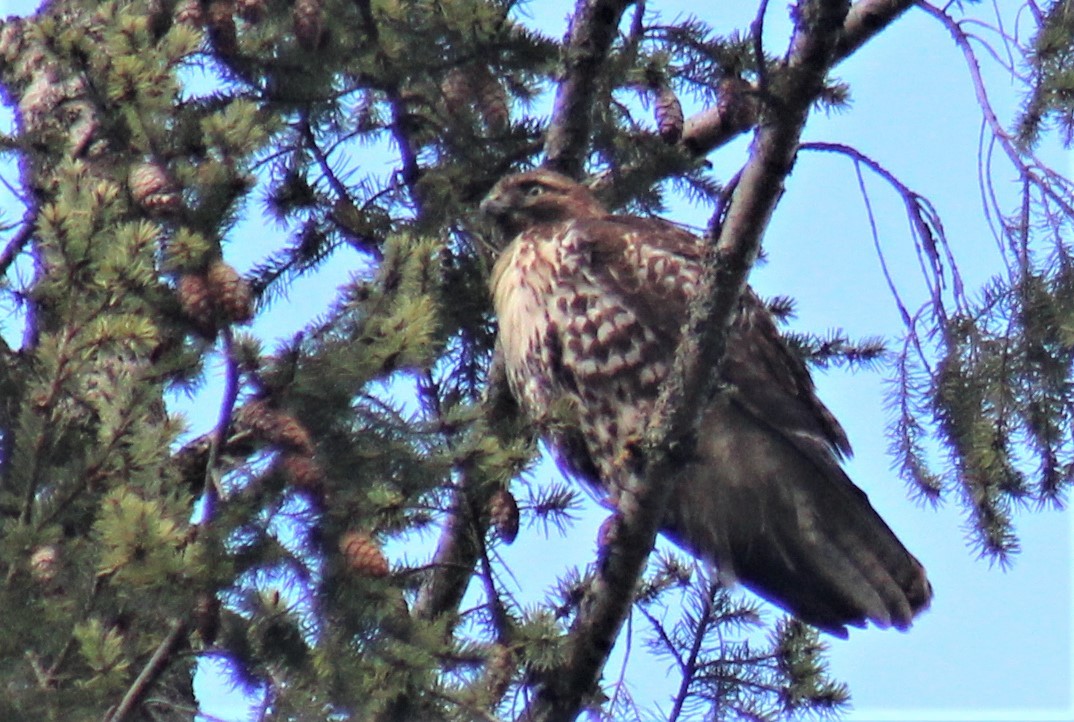 Rotschwanzbussard (calurus/alascensis) - ML396020901