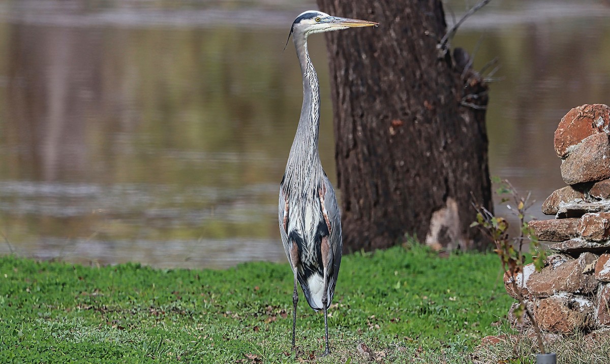 Great Blue Heron - Douglas Hall