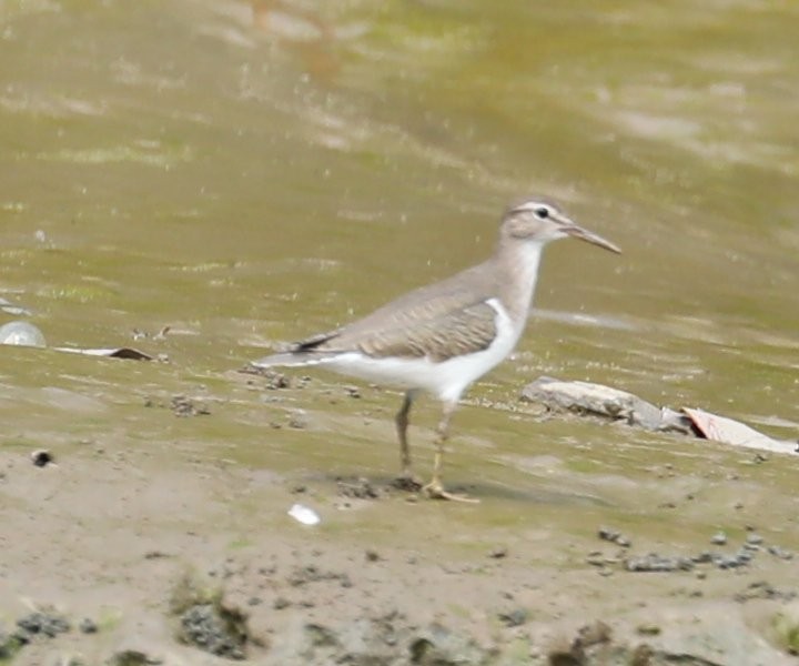Spotted Sandpiper - Wendy Howes