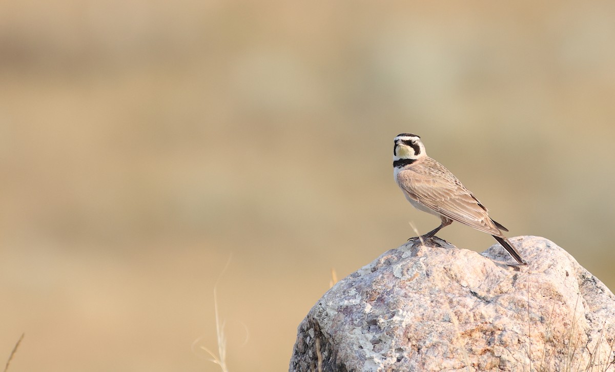 Horned Lark - Andrew Dreelin