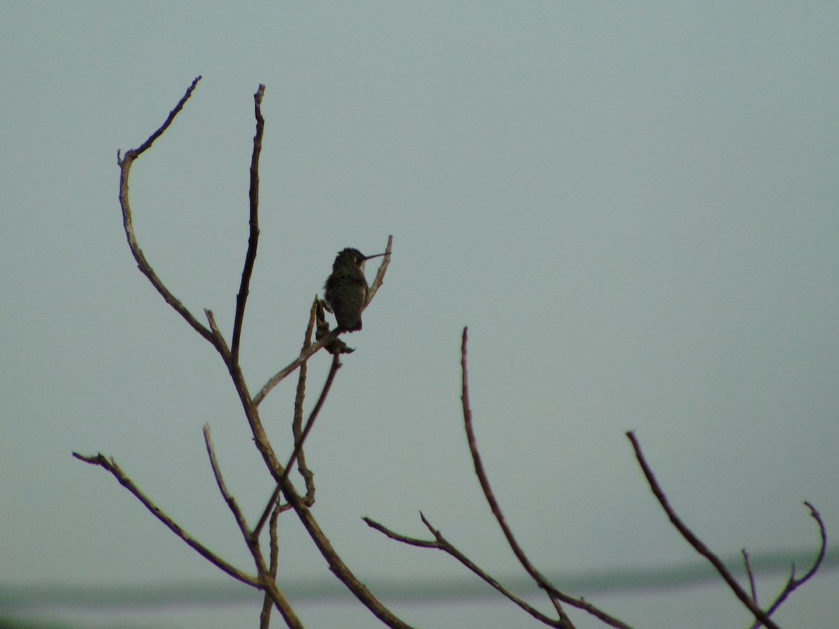 Ruby-throated Hummingbird - ML396022431