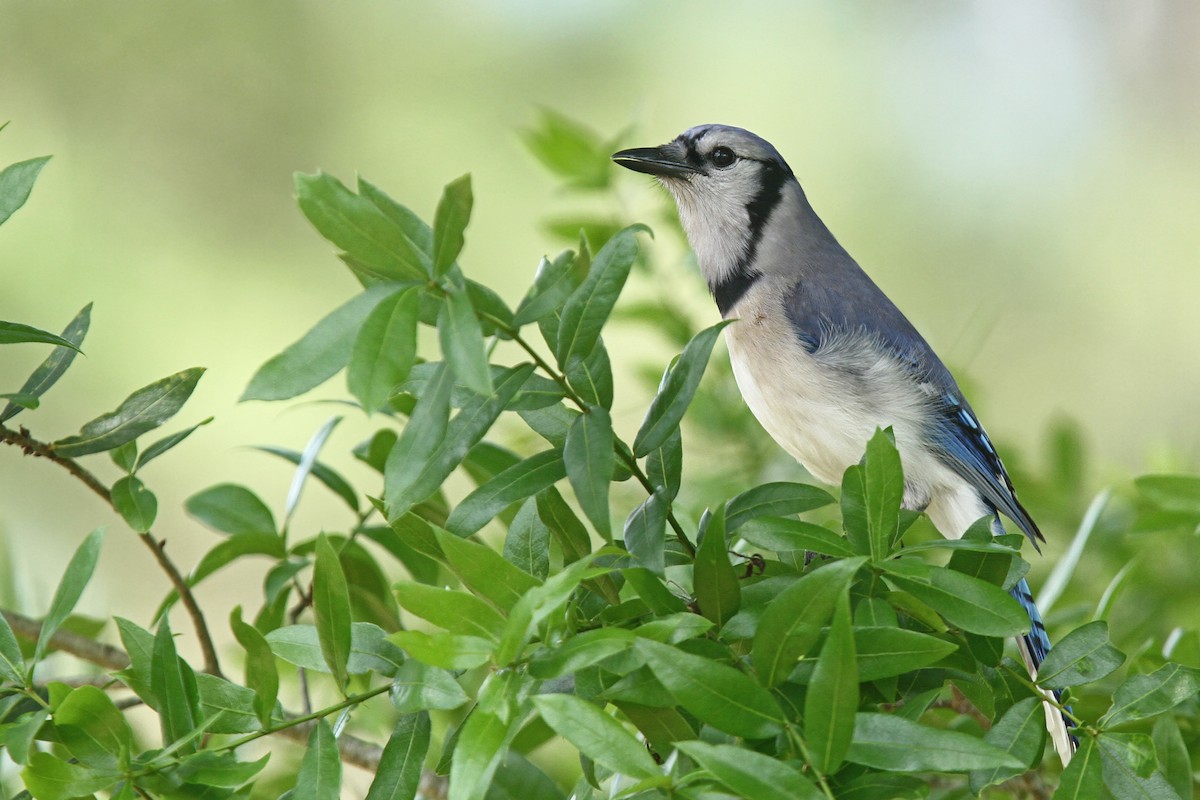 Blauhäher - ML39602381