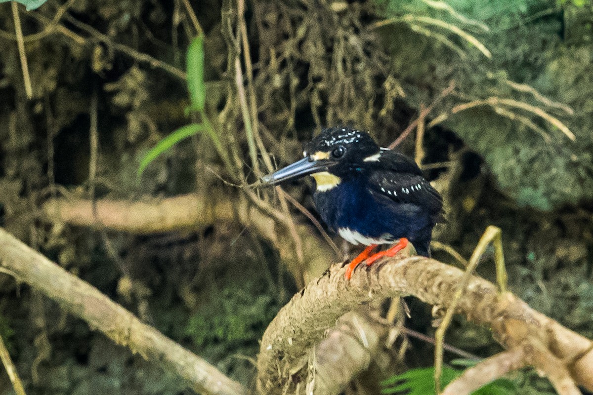 Northern Silvery-Kingfisher - Raymond  Dan