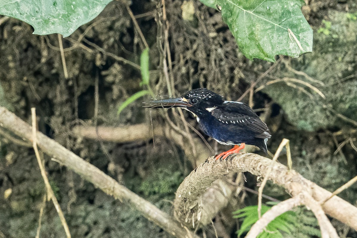 Northern Silvery-Kingfisher - ML396023891