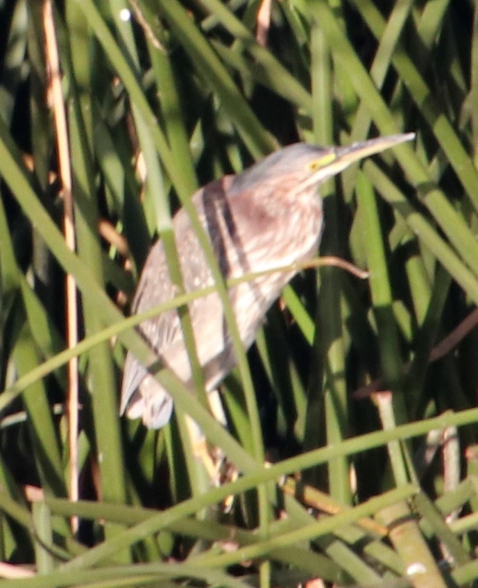 Green Heron - ML396024151