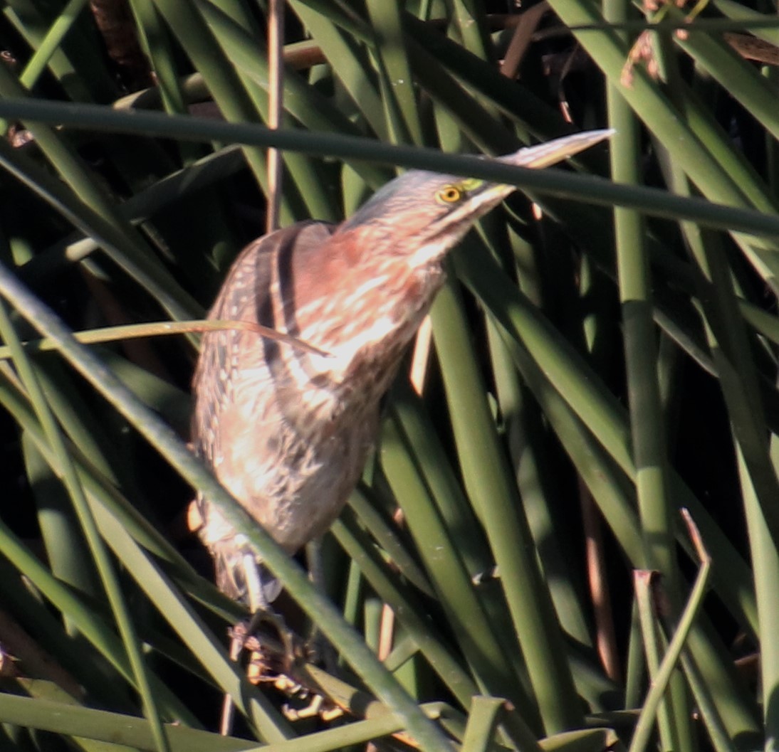 Green Heron - ML396024191