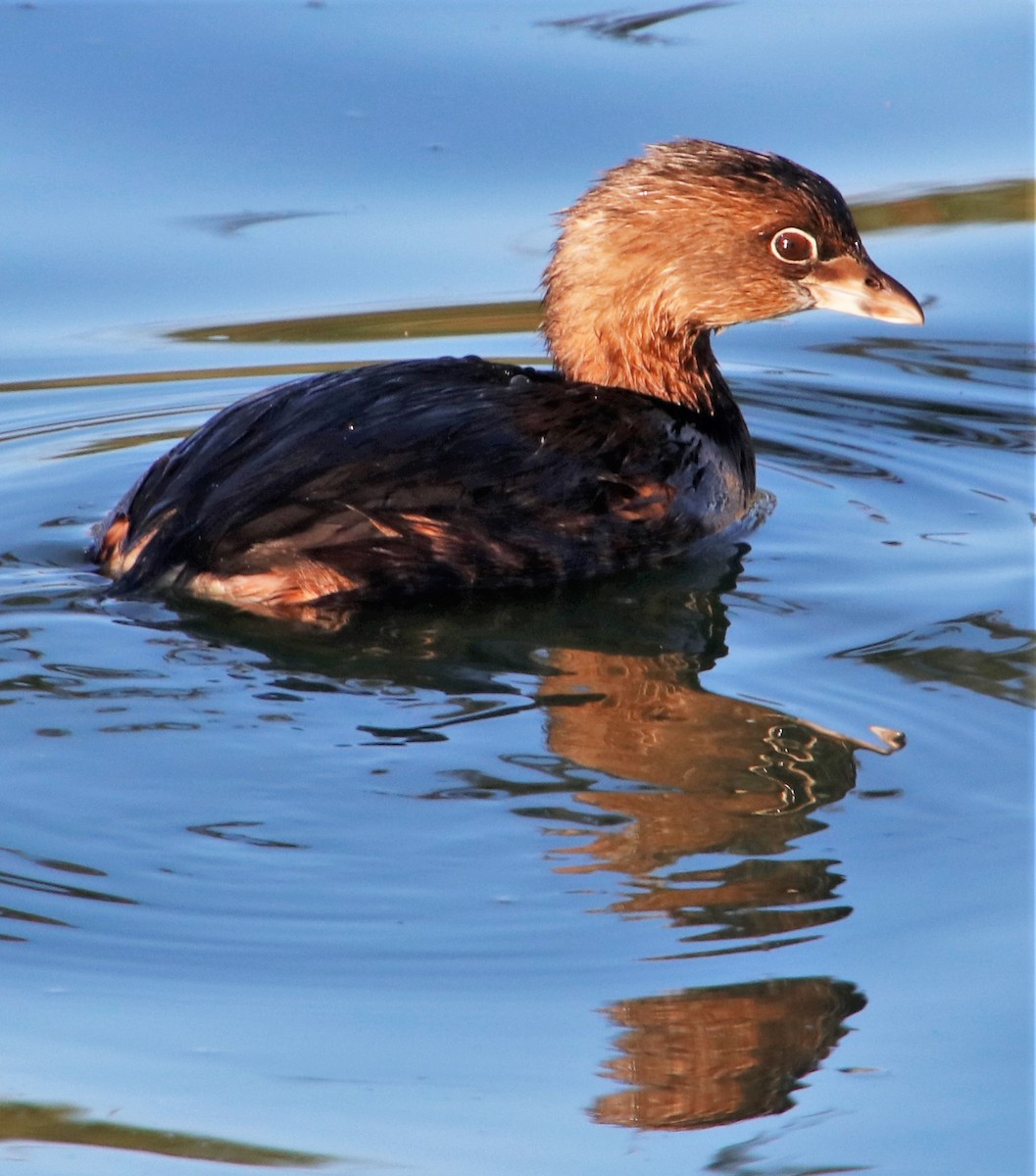 Pied-billed Grebe - ML396024281