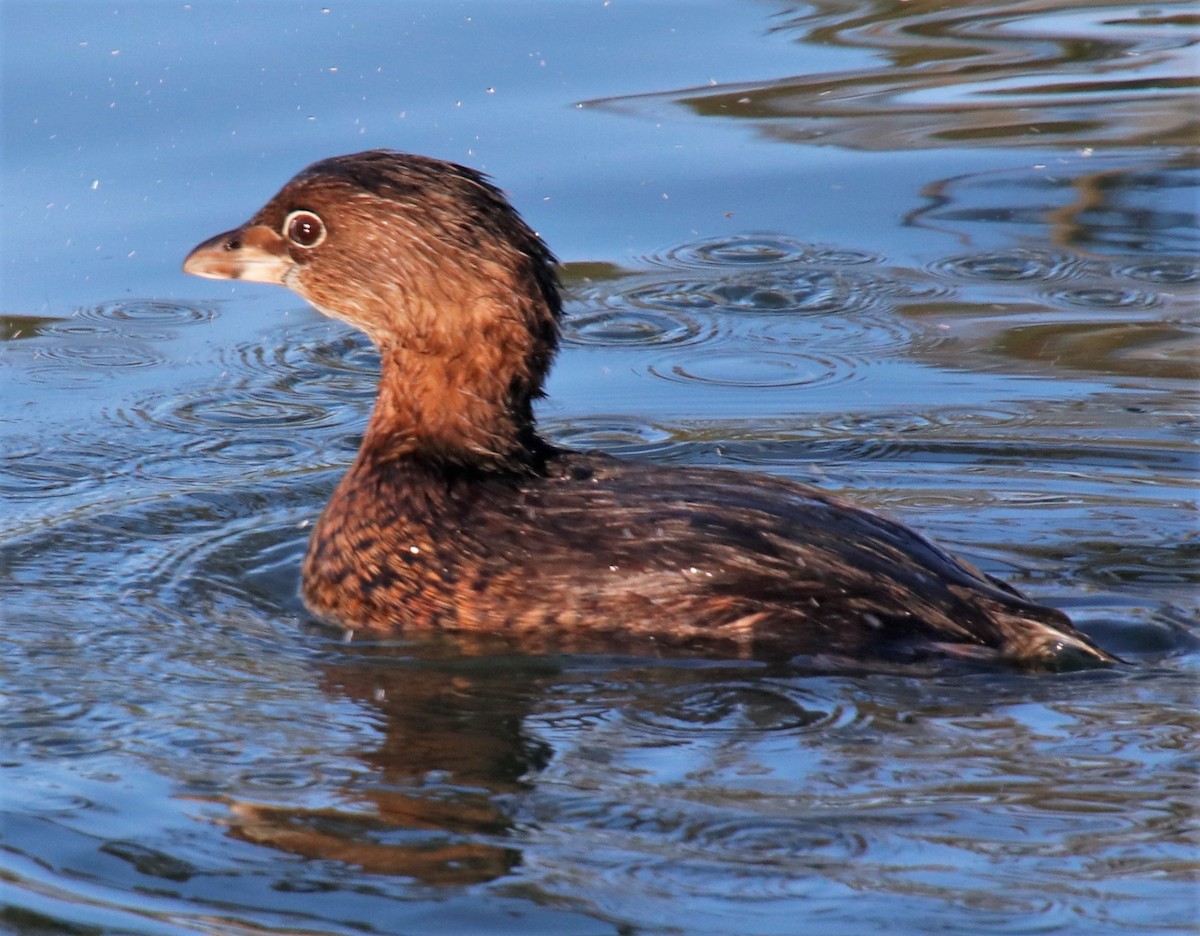 Pied-billed Grebe - ML396024291