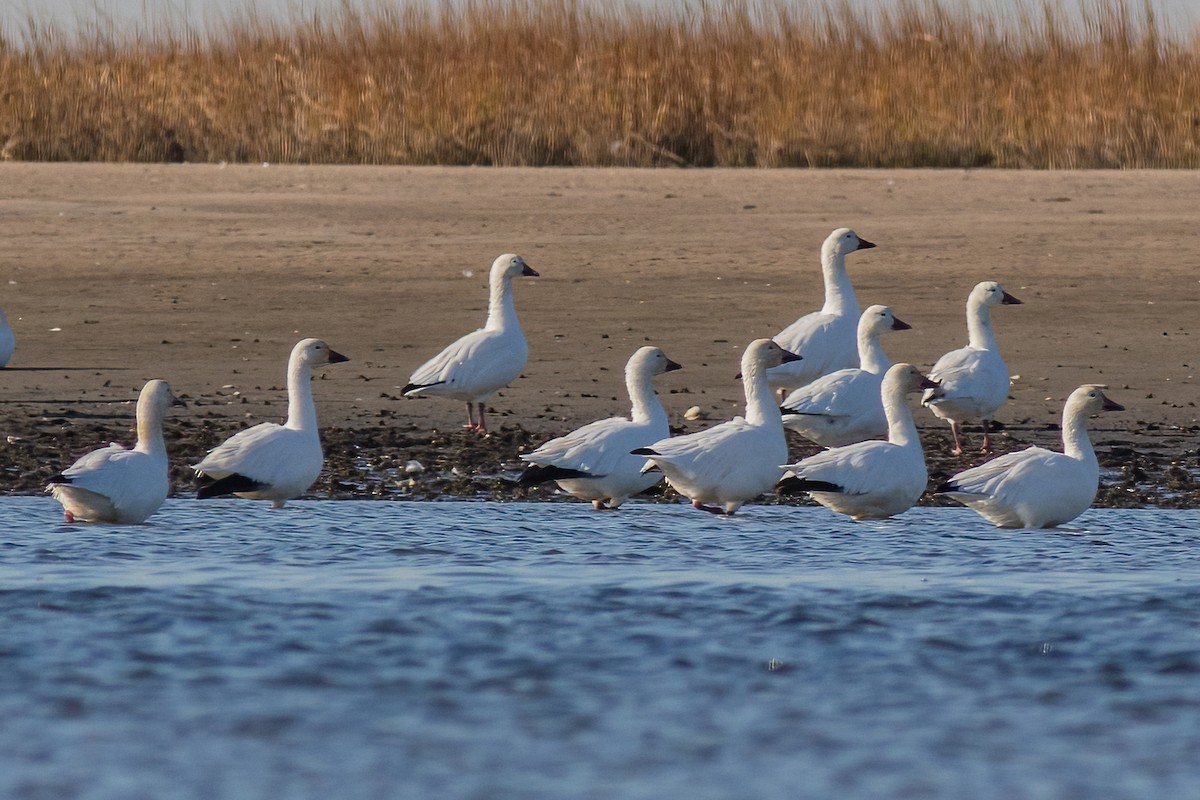 Snow Goose - ML396024311