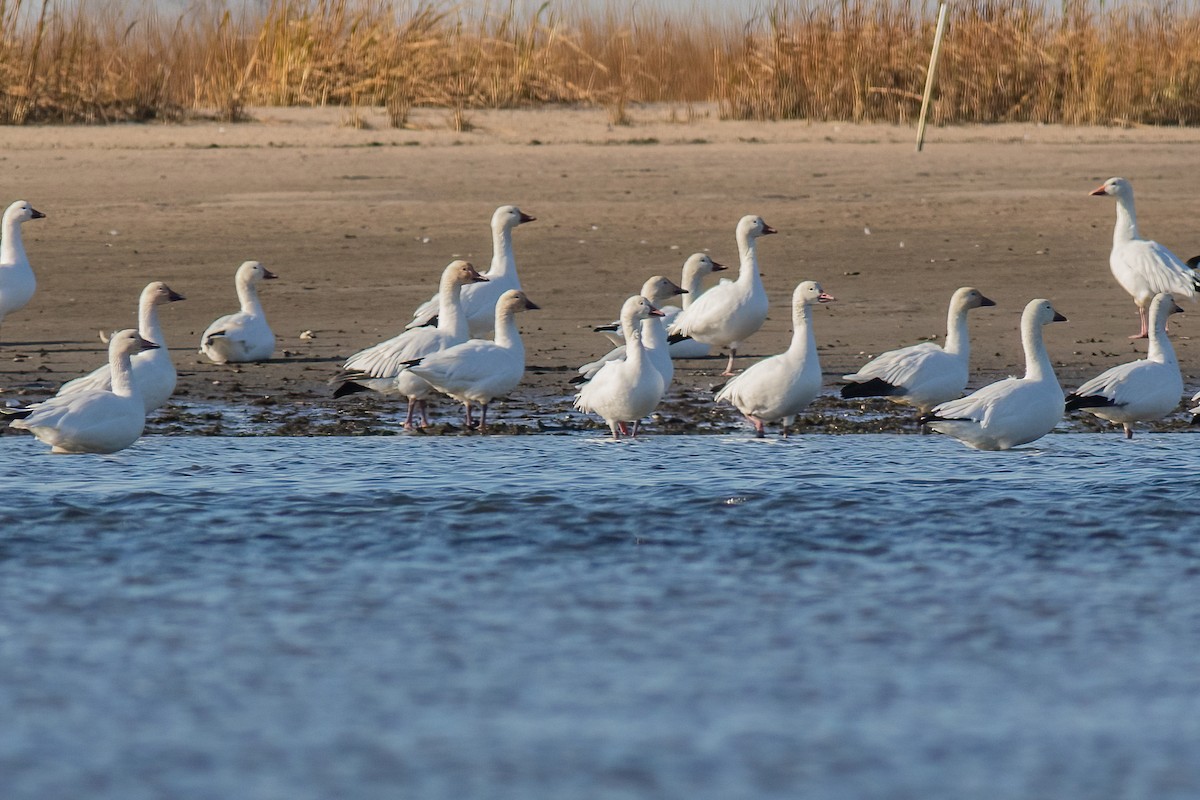 Snow Goose - Joshua Malbin