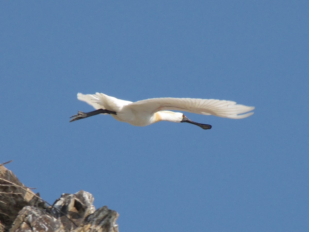 Black-faced Spoonbill - ML396025601