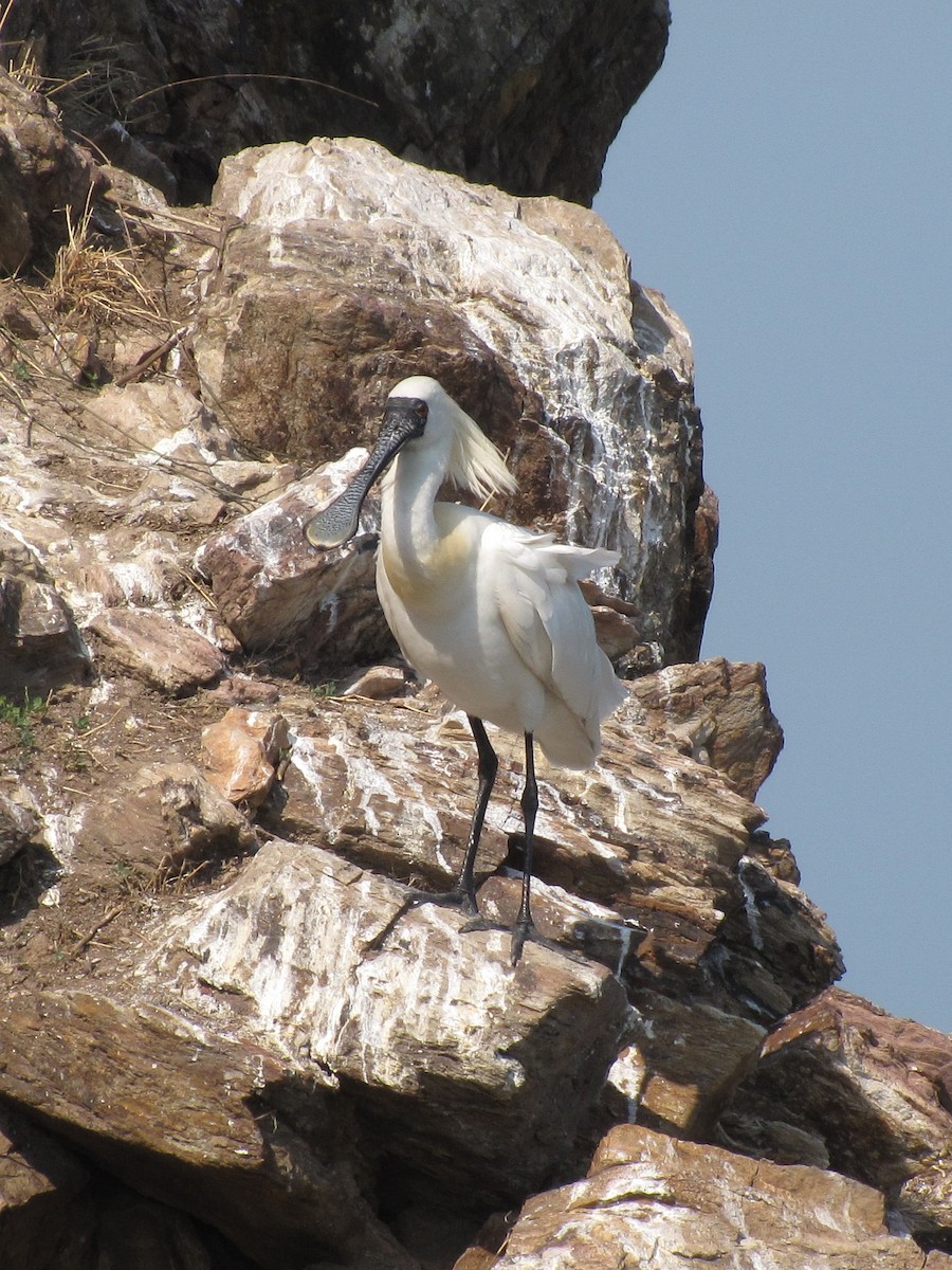 Black-faced Spoonbill - ML396025621
