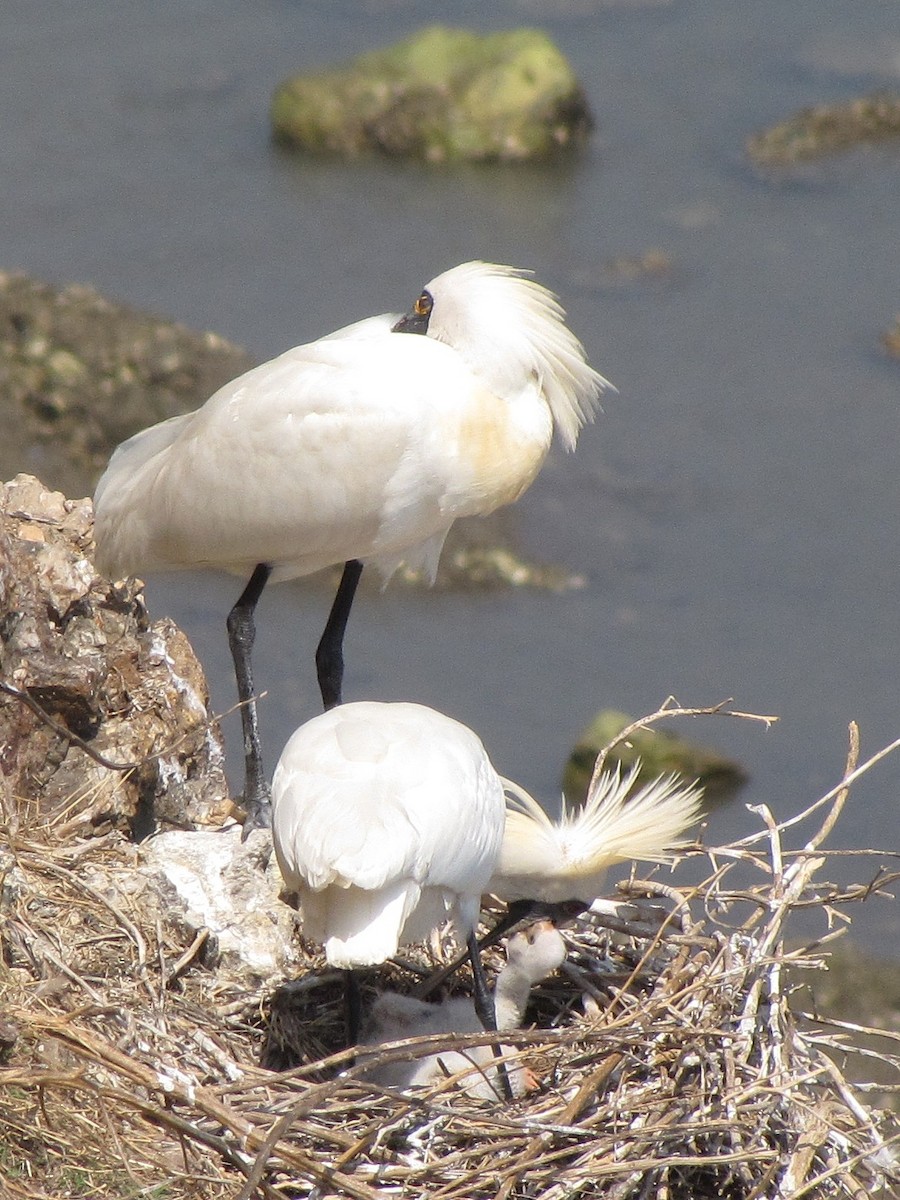 Black-faced Spoonbill - ML396025671