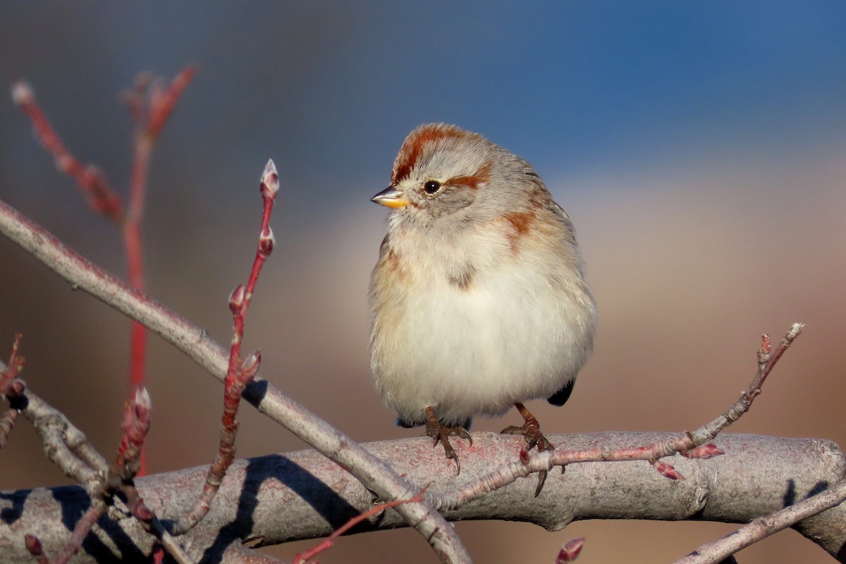 American Tree Sparrow - ML396025741