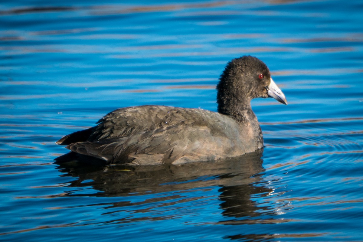 American Coot (Red-shielded) - ML396026401