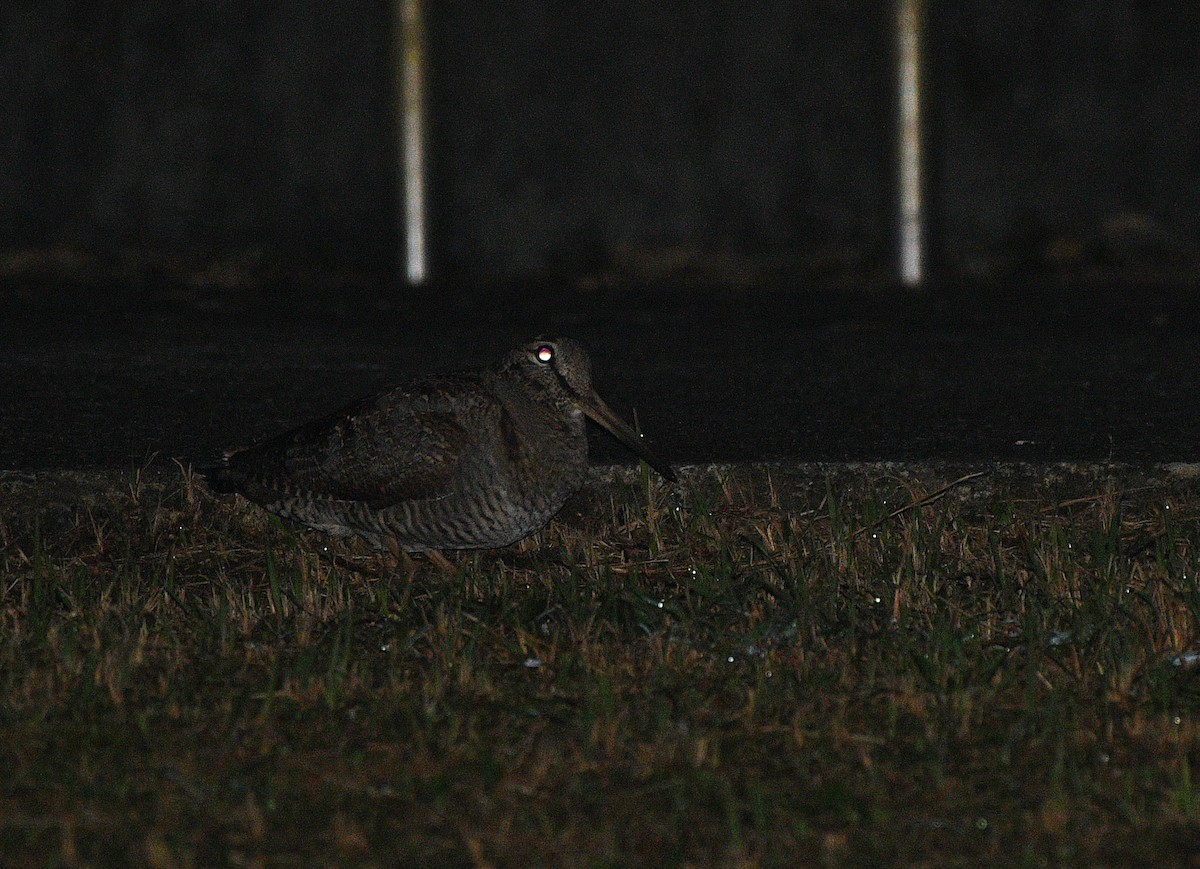 Eurasian Woodcock - ML396027651