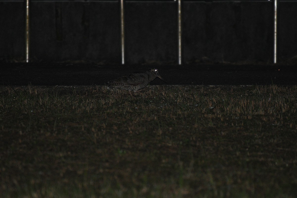 Eurasian Woodcock - ML396027781