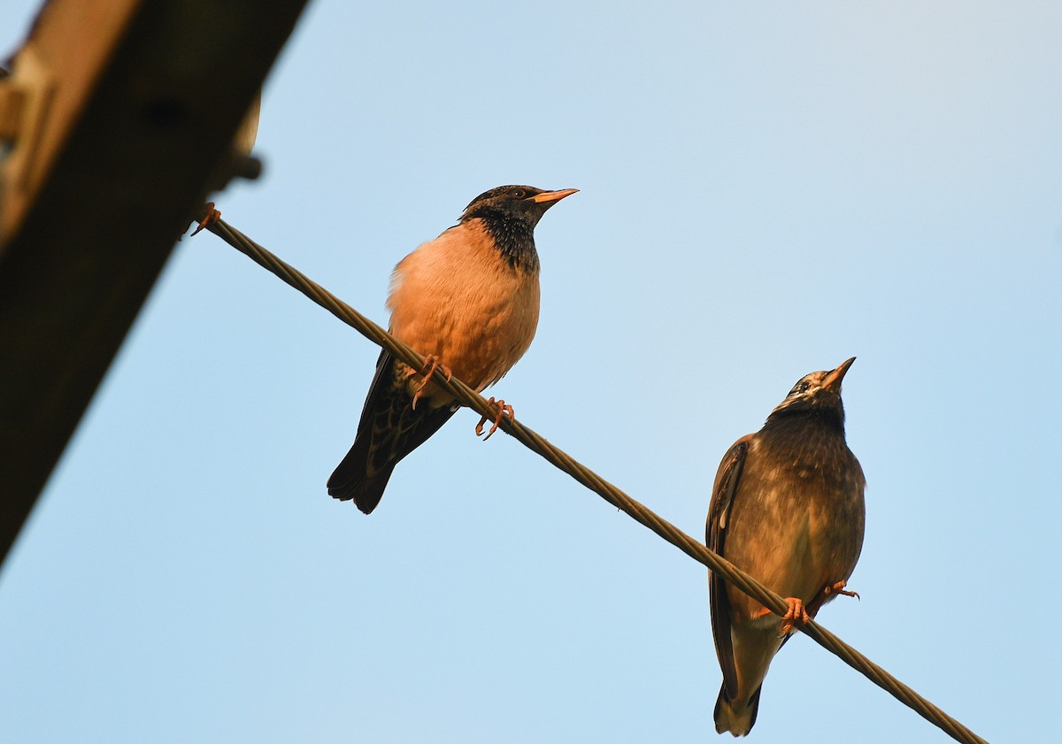 Rosy Starling - ML396028381